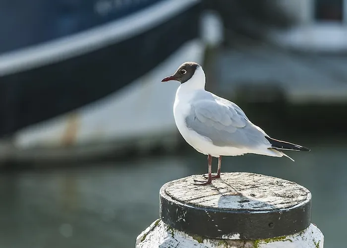 アパートホテル Weisse Am Meer 4*